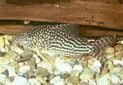 Corydoras sterbai Corydoras sterbai