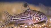 Corydoras trilineatus Corydoras de tres bandas