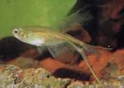 Corynopoma riisei Corynopoma enano, espada tetra