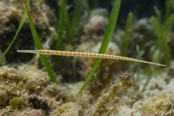 Corythoichthys flavofasciastus (Pez bandefish amarillo)