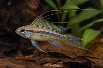 Crenicara filamentosa (Cíclida de la cuadrícula)