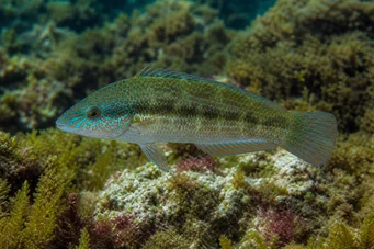 Crenilabrus tinca (Tanche crenilabre)