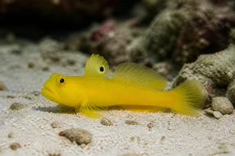 Cryptocentrus cinctus Azufre gobie