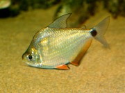 Ctenobrycon spilurus hauxwellianus Characin con espalda alta