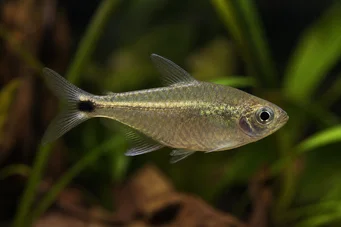 Ctenobrycon spilurus hauxwellianus (Characin con espalda alta)