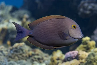 Ctenochaetus strigosus Kole