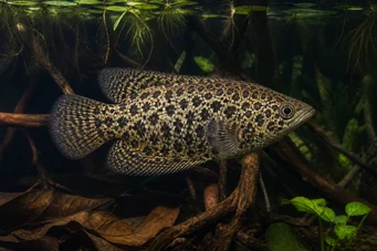 Ctenopoma acutirostre