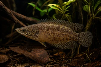 Ctenopoma oxyrhynchus (Pavo real)