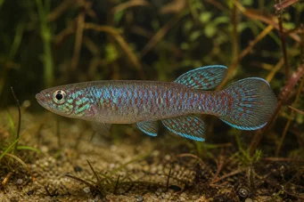 Cynolebias bokermani (Cynolebias bokermani)