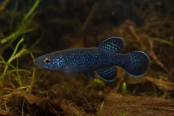 Cynolebias nigripinnis (Perla argentina con aletas negras)