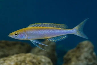 Cyprichromis leptosoma (Ciprichromis leptosoma)