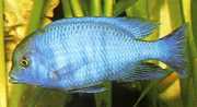 Cyrtocara moorii Azul haplo
