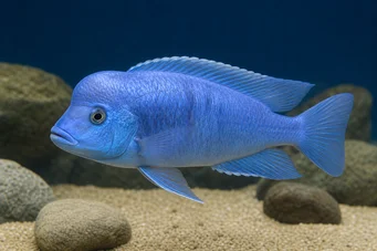 Cyrtocara moorii