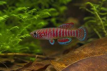 Dario dario (Badis bengalensis)