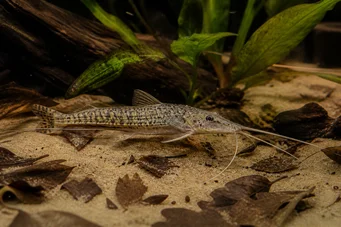 Dianema longibarbis Bagre de buey