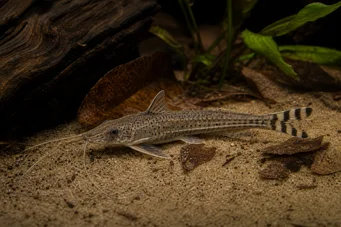 Dianema urostriata A rayas