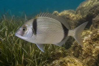 Diplodus vulgaris De cabeza negra