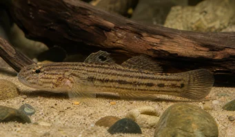 Eleotrides strigatus