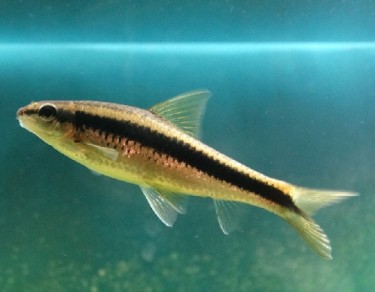 Epalzeorhynchus siamensi... Volante siamés zorro, c...