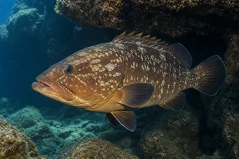 Epinephelus marginatus Agrupador