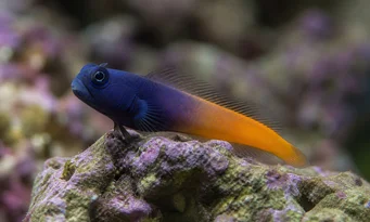 Escenius bicolor