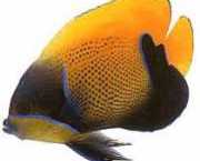 Euxiphipops navarchus Evento japonés