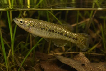 Fundulus chrysotus Killi con orejas doradas