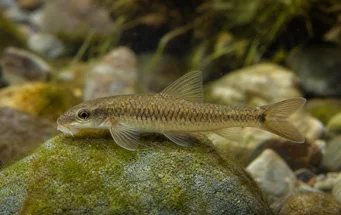 Garra cambodgiesis (Pièrres Lick)