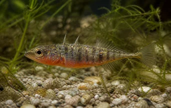 Gasterosteus aculeatus linne (Espinoso)