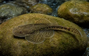 Gastromyzon punctulatus (Locche puntuado)