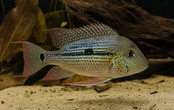 Geophagus daemon (Demonio geófago)