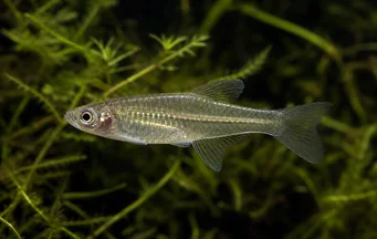 Girardinus metallicus Girardinus metálico