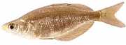 Glossolepis incisus Nueva Guinea Rainbow Fis...