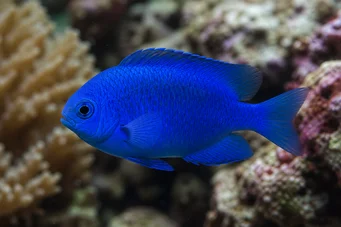 Glyphidodontops cyaneus Diablo azul