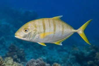 Gnathanodon speciosus Ayudante de cámara