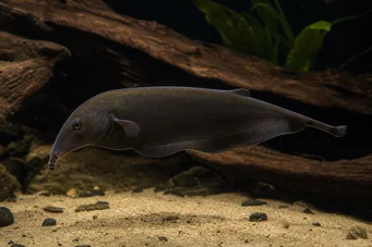 Gnathonemus petersi (Pez elefante)