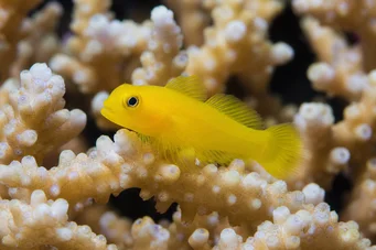 Gobiodon citrinus Gobie de limón