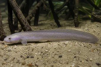 Gobioides peruanus (Glóbulo)