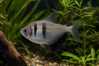 Gymnocorymbus ternetzi (Viuda negra)