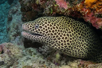 Gymnothorax favagineus Muro de leopardo