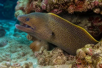 Gymnothorax flavimarginatus Pared de borde amarillo
