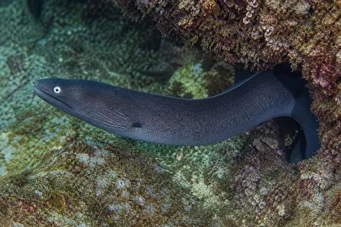 Gymnothorax monochrous Pared gris