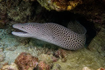 Gymnothorax rueppelliae Cabecera amarilla
