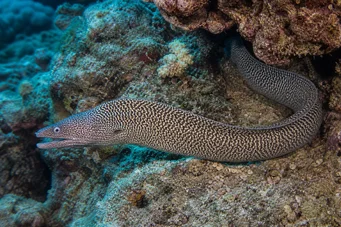 Gymnothorax undulatus Muro ondulado