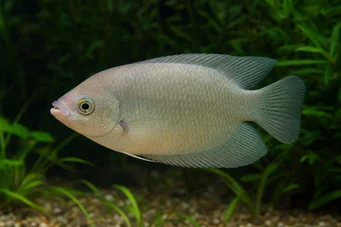 Helostoma temmincki Besos - Gourami Combership