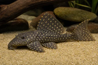 Hemiancistrus annectens Hemiacistrus annetens