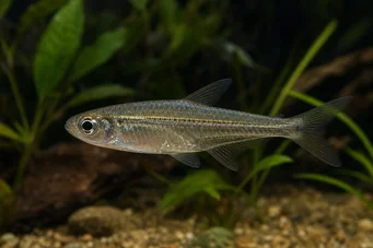 Hemigrammocharax lineostriatus (Tetra-Flechette africana con líneas)