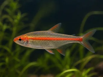 Hemigrammus erythrozonus