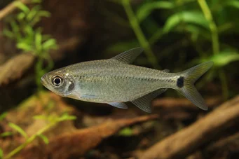 Hemigrammus caudovittatus / Hyphessobryc (Diamante tetra)