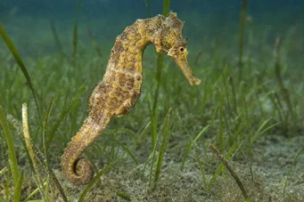 Hippocampus guttulatus (Hipocampo mediterráneo)